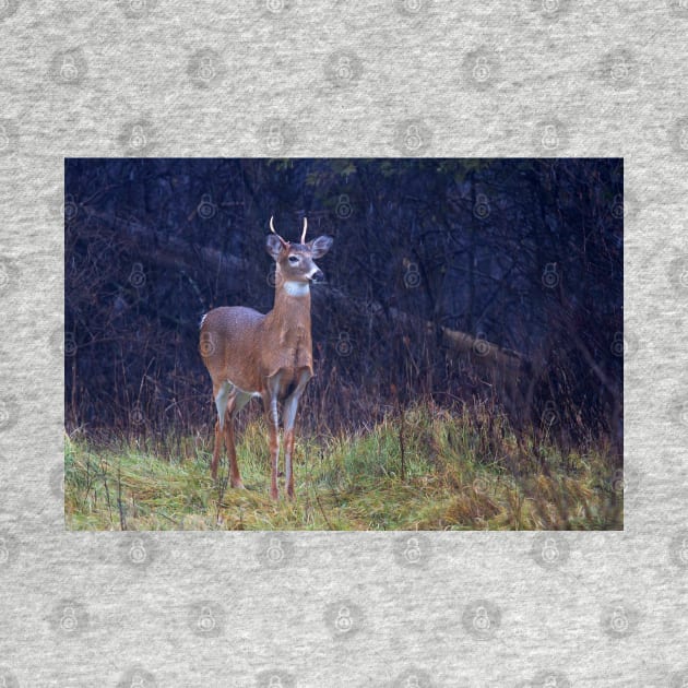 Young Royalty - White-tailed deer by Jim Cumming